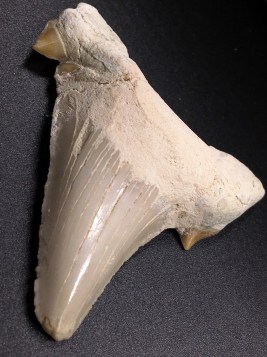 f-shark-teeth-lamna-large